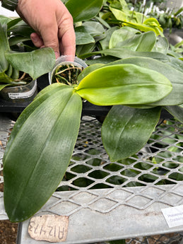 phalaenopsis gigantea ‘jumbo orchids x tetraspis c1