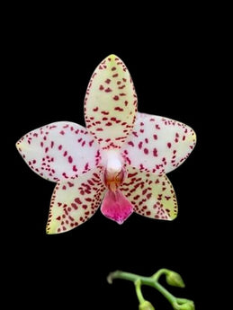 Phalaenopsis Brother Prince ‘ Hai Tony’