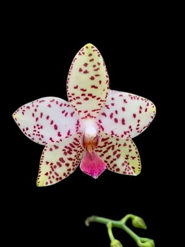 Phalaenopsis Brother Prince ‘ Hai Tony’