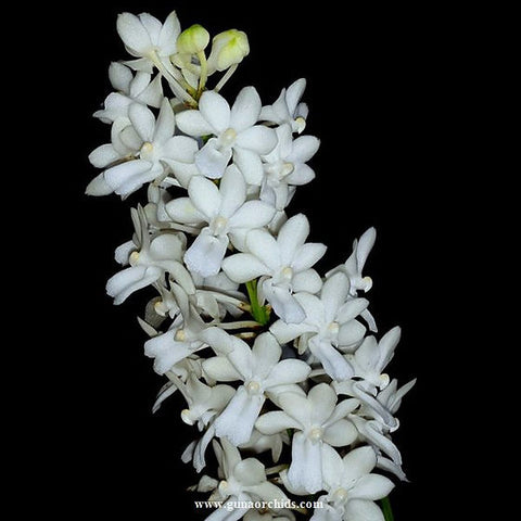 Vandachostylis magic wand alba