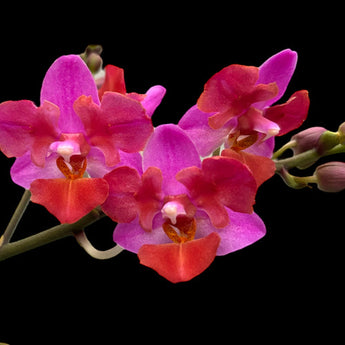 Phalaenopsis Liu’s Triprince pink ( peloric)