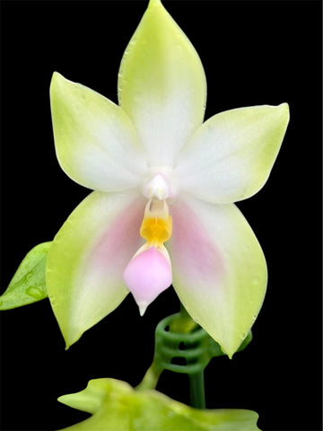 Phalaenopsis bellina var. Pink