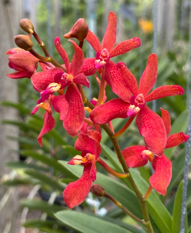 Renantanda Suwannaphum 'Blazing Scarlet