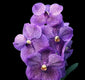 Vanda Dr. Anek x Gordon Dillen Purple Spots ( XL plants)