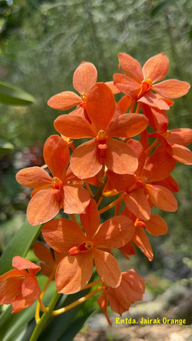 Renantanda Jairak Orange