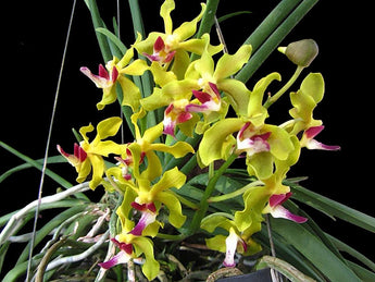 Vanda (Sweetara) Wong Yit Hoe (XL plants) fragrant