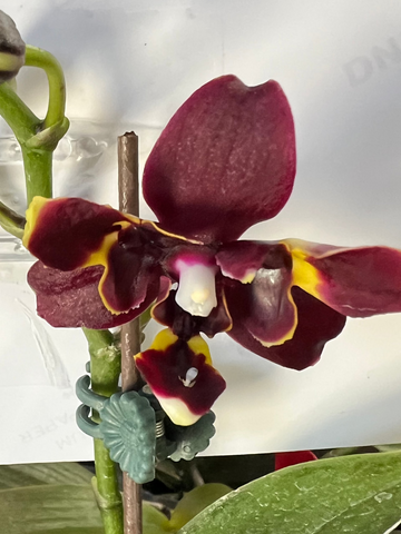 Phalaenopsis Miki Fire Bat ‘Tanjirou’