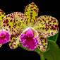 Blc. Durigan 'Cruzeiro do Sul'