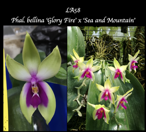 Phalaenopsis bellina ‘Glory Fire’ x ‘Sea and Mountain’ ‘LA58’
