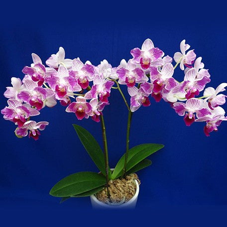 Phalaenopsis Sogo Elegance '70475'