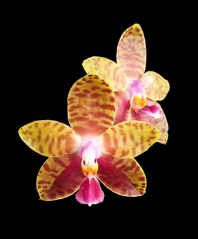 Phalaenopsis Meiderland Kaiulani ‘Yellow Lion’