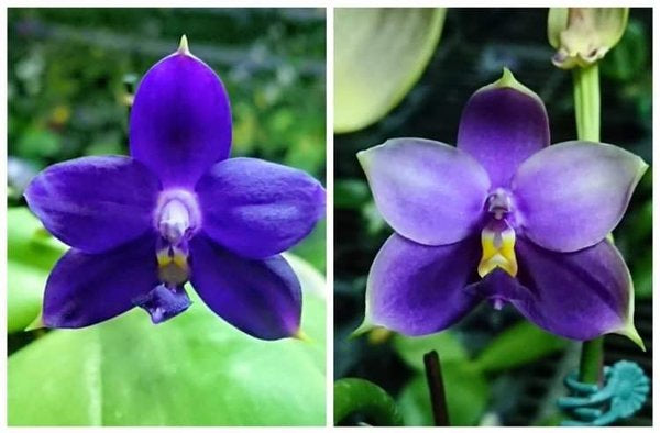 Phalaenopsis Samera x P. Lioulin Blue Family