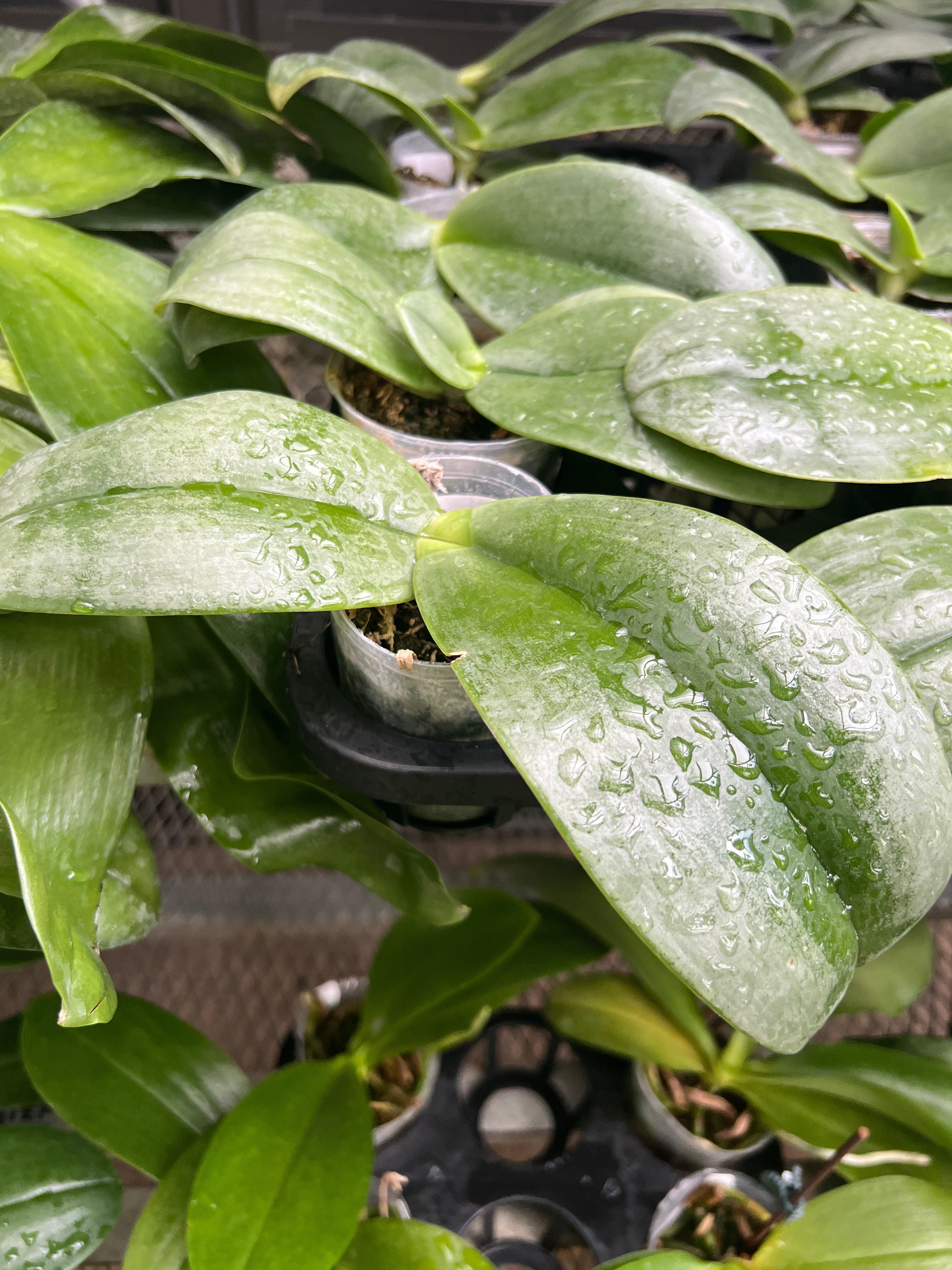Phalaenopsis gigantea