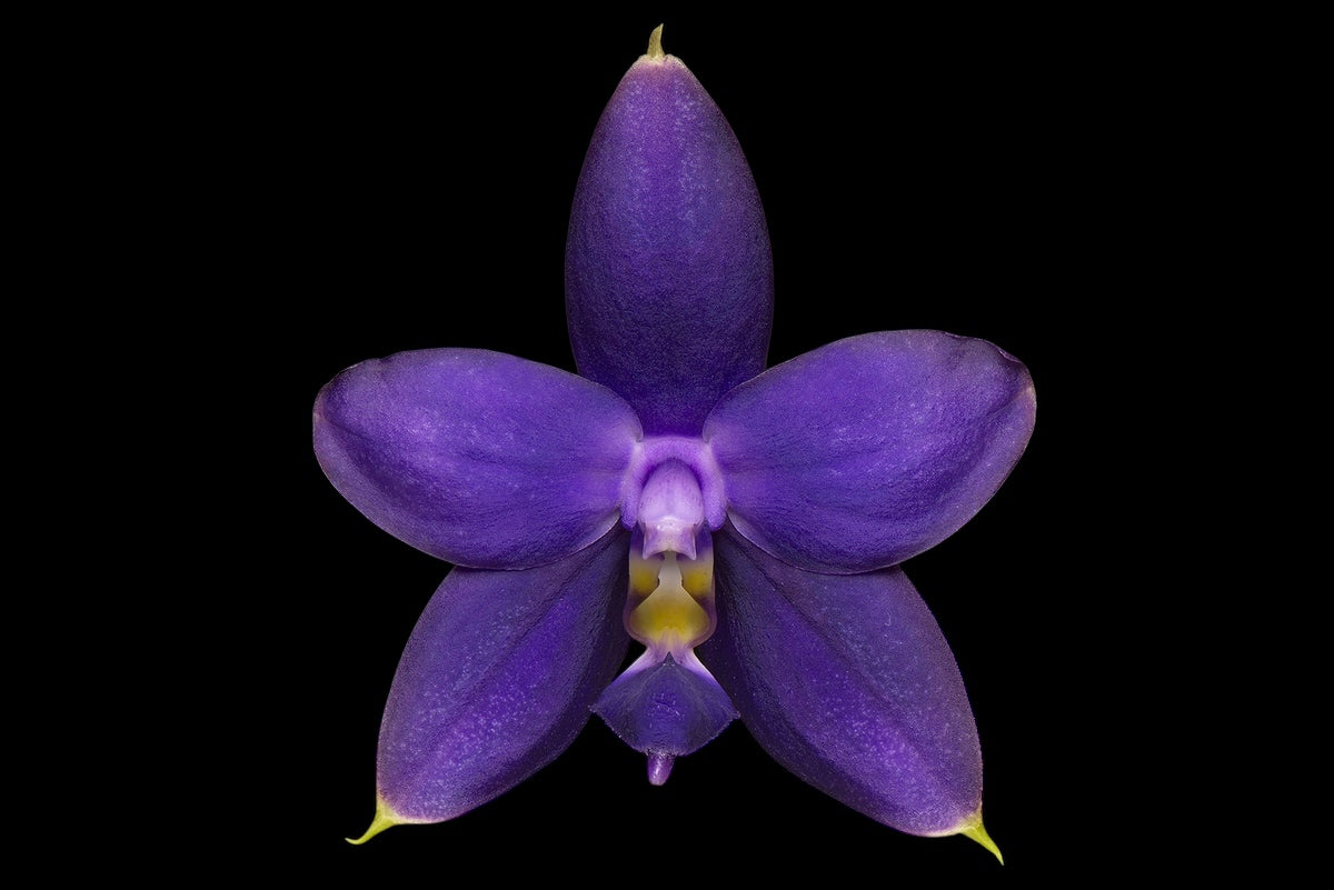 Phalaenopsis violacea indigo x P. speciosa Blue (XL plants)