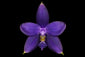 Phalaenopsis violacea indigo x P. speciosa Blue (XL plants)