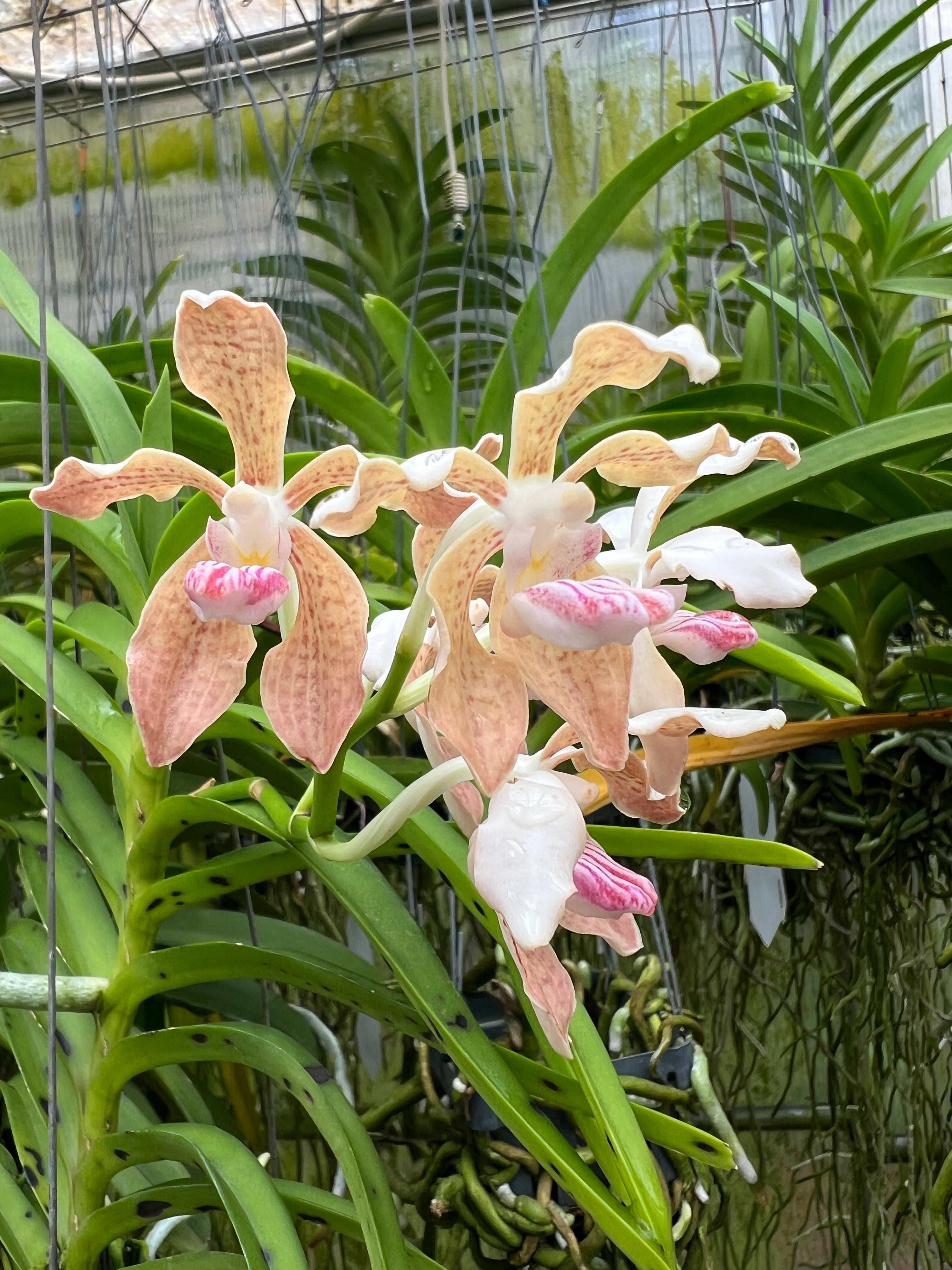 Vanda pumila x Vanda tesselata alba