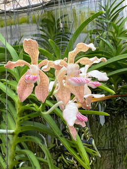 Vanda pumila x Vanda tesselata alba
