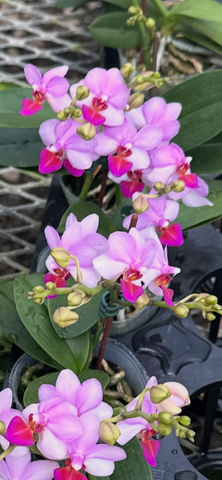 Phalaenopsis Liu’s Berry 'orchid House'