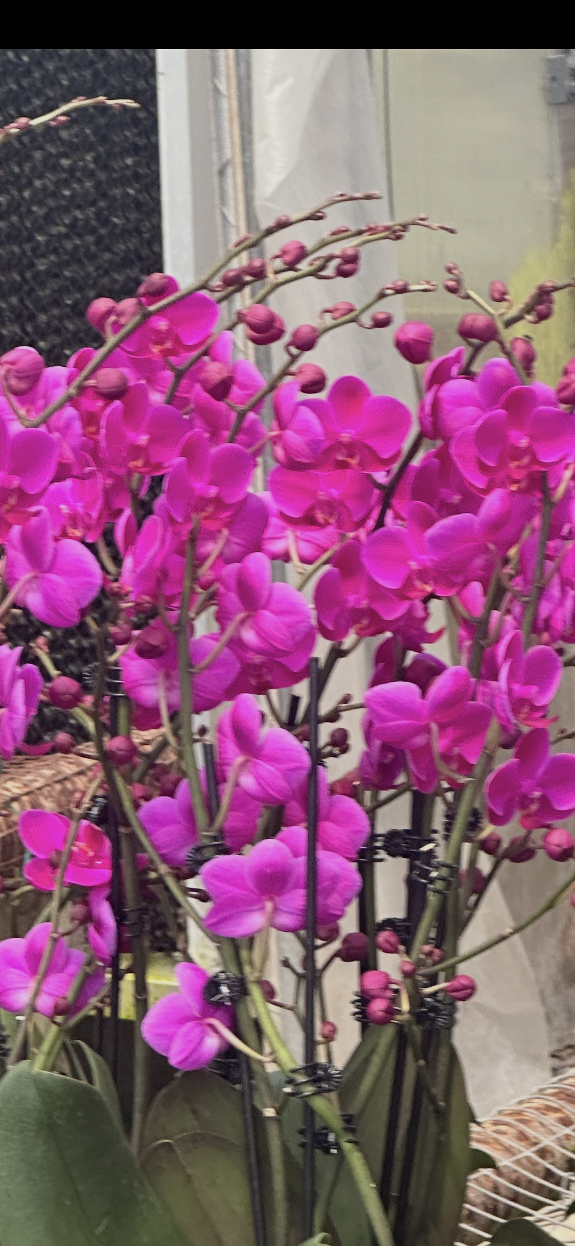 Phalaenopsis Queen Beer ‘Mantefon’