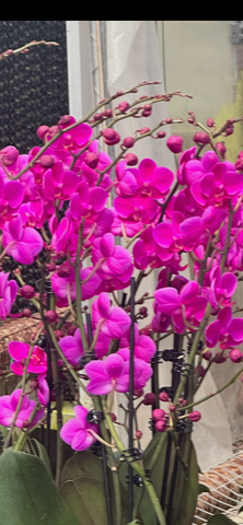 Phalaenopsis Queen Beer ‘Mantefon’