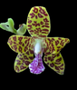 Phalaenopsis Little One
(Hygrochilus parishii x Sedirea japonica) FRAGRANT