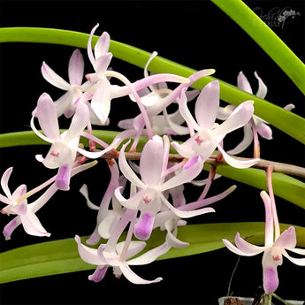 Vandachostylis Dainty Vanda   (Neofinetia falcata x Rhynchostylis retusa)