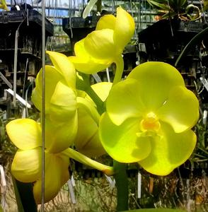 Rhynchovanda Jim Pin Star Bright (new hybrids) Fragrant
