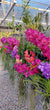 In flower spike Vanda growers Choice