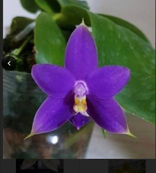 Phalaenopsis violacea Indigo x sib.  (Very Fragrant)