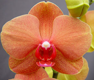 Phalaenopsis Surf Song  (IN SPIKE)
