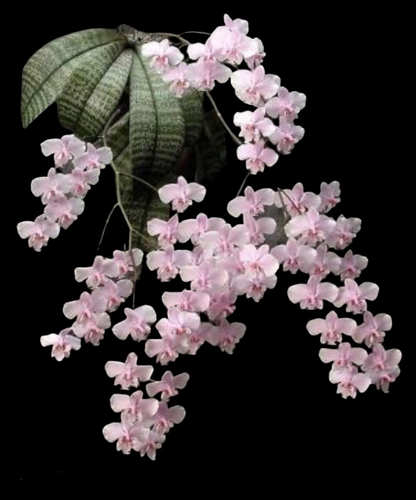 Phalaenopsis schilleriana ‘Pink Butterfly’