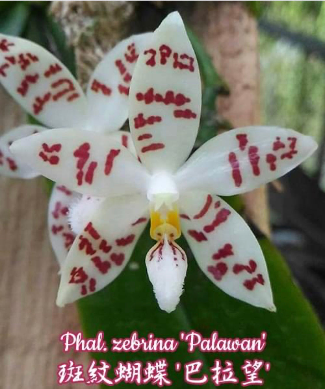 Phalaenopsis zebrina ‘Palawan’