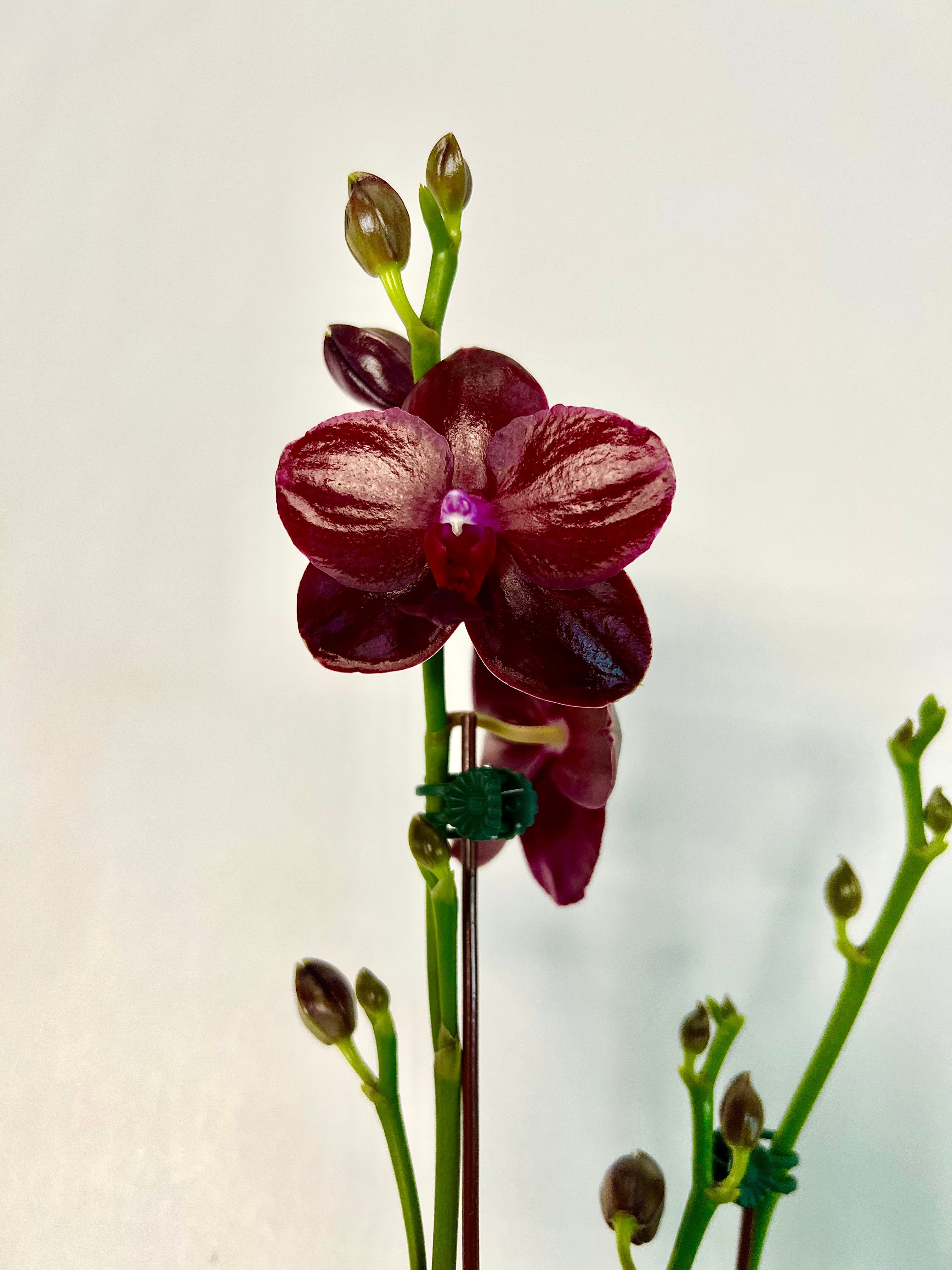 Phalaenopsis Sogo Relex ‘Sogo F1661’ (IN SPIKE)