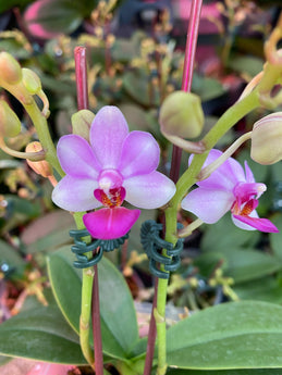 Phalaenopsis Liu’s Berry 'orchid House'