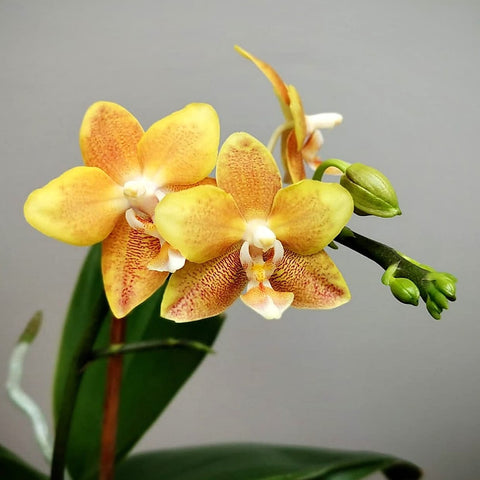 Phalaenopsis KS Fragrance
