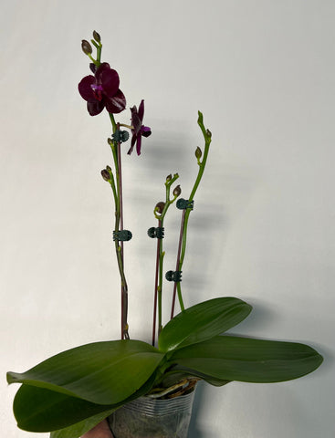 Phalaenopsis Sogo Relex ‘Sogo F1661’ (IN SPIKE)