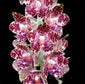 Phalaenopsis gigantea