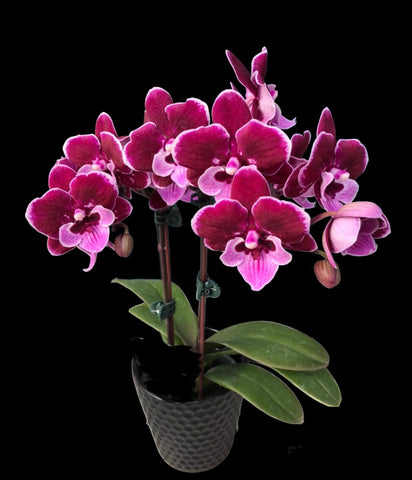 Phalaenopsis Lianher Coral “1061-1” FRAGRANT