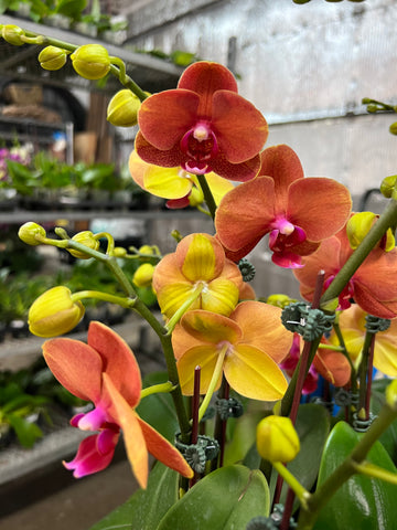 Phalaenopsis Surf Song  (IN SPIKE)