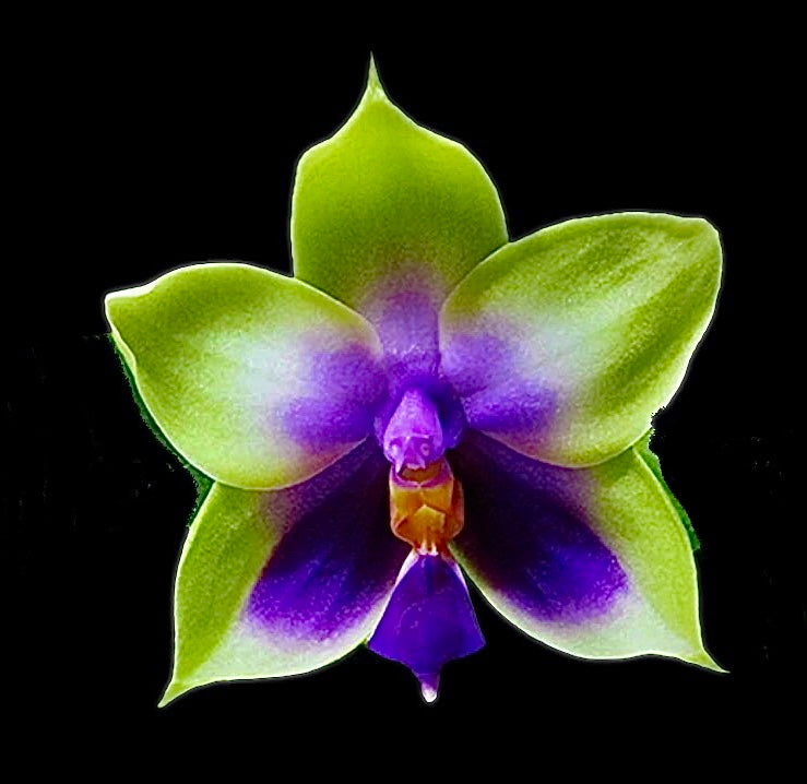 Phalaenopsis bellina var. coerulea x sib.