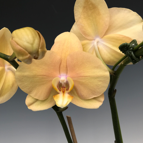Phalaenopsis Ox Lottery Prince