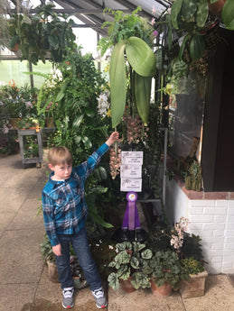 Phalaenopsis gigantea