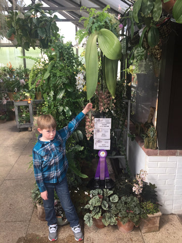 Phalaenopsis gigantea