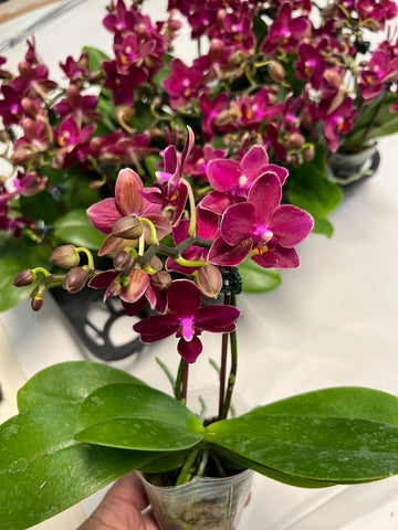 Phalaenopsis Younghome’Lucky’ (FRAGRANT)
