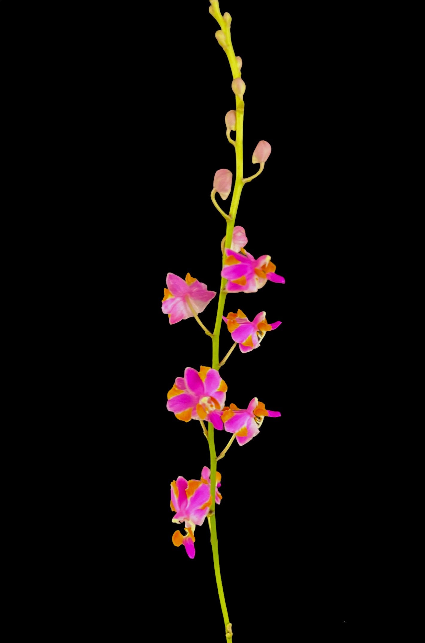 Phalaenopsis pulcherrima ’618’.