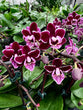Phalaenopsis lianher Cranberry ‘ ChaCha’