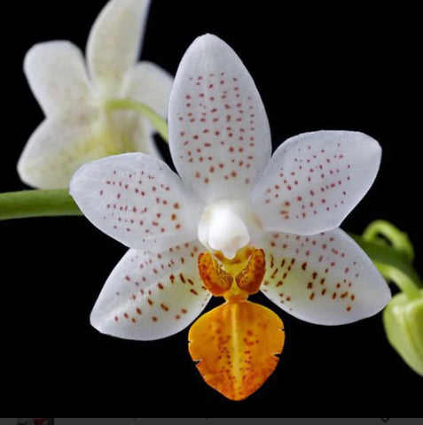 Phalaenopsis Mini Mark (IN SPIKE)