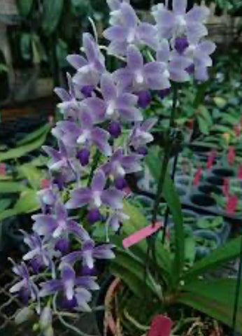 Phalaenopsis Summer  Rose ‘Blue Star’