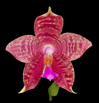 Phalaenopsis Lyndon mix Zebra ‘875’ (FRAGRANT)