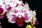 Phalaenopsis Ox  Little Prince (in flower/bud)